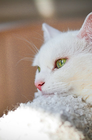 White cat with green eyes in sunlight