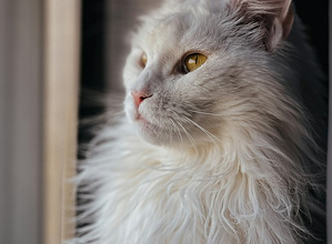 White cat by the window