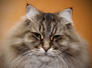 Cat looking at camera