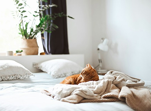 Cat resting in a cozy bed