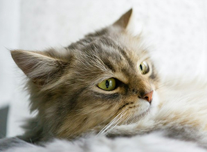 Fluffy cat with green eyes