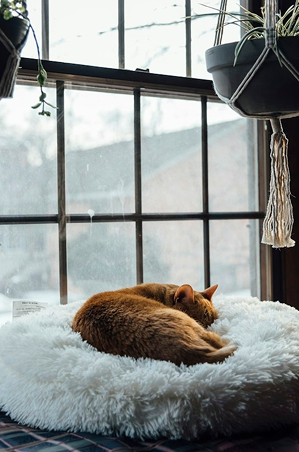 Orange tabby cat on white textile