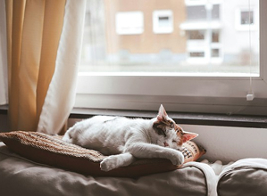 White cat on warm textile