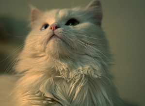 Long-haired white cat
